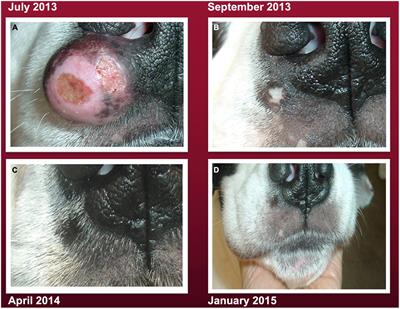 Case report: Resolution of malignant canine mast cell tumor using ketogenic metabolic therapy alone